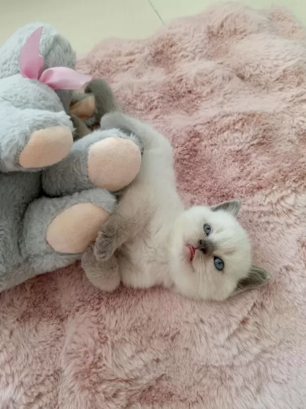 Mavi Gözlü Colorpoint British Shorthair Yavrumuz