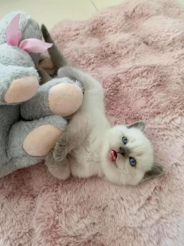 Mavi Gözlü Colorpoint British Shorthair Yavrumuz