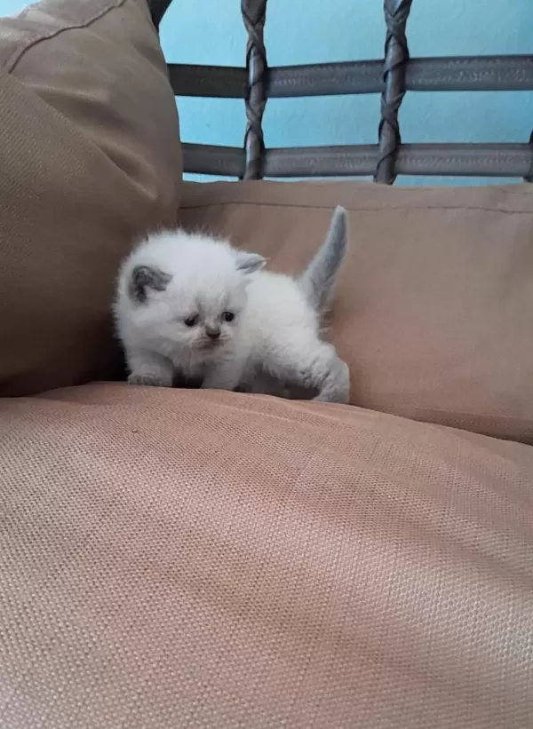 Dişi Exotic Bebeğimiz