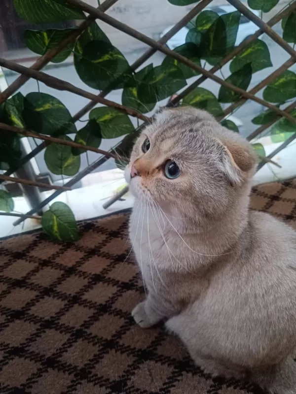 Scottish Fold Kedimize Sıcak Yuva Arıyoruz