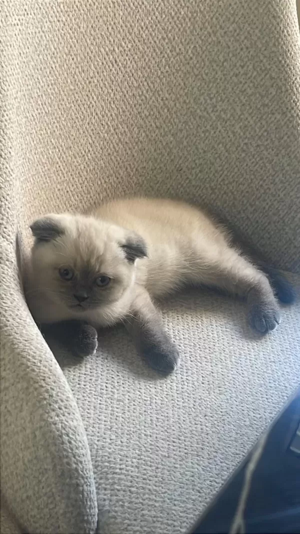Scottish Fold Blue Point Yavrumuz