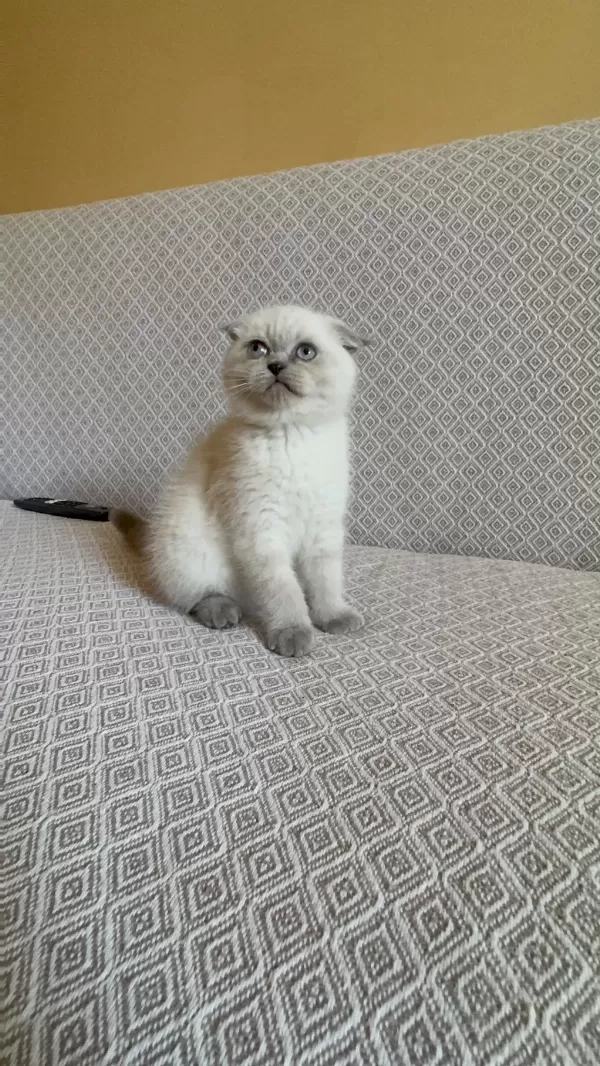 Scottish Fold Blue Point Yavrumuz