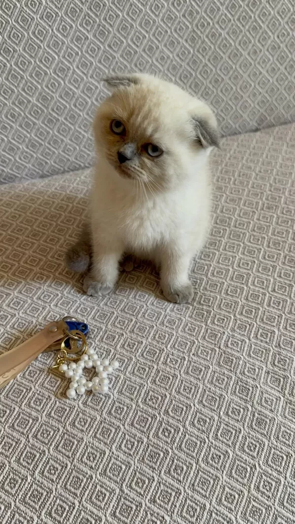 Scottish Fold Blue Point Yavrumuz