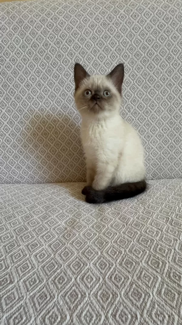 Scottish Fold Blue Point Yavrumuz