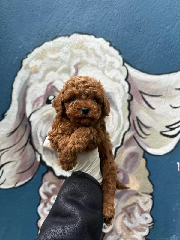 Dünya Tatlisi Toy Poodle Bebekler