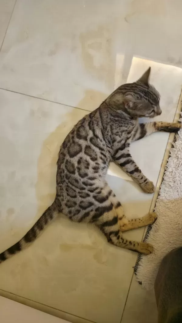 11-12 Aylık Sağlıklı Bengal Kedisi