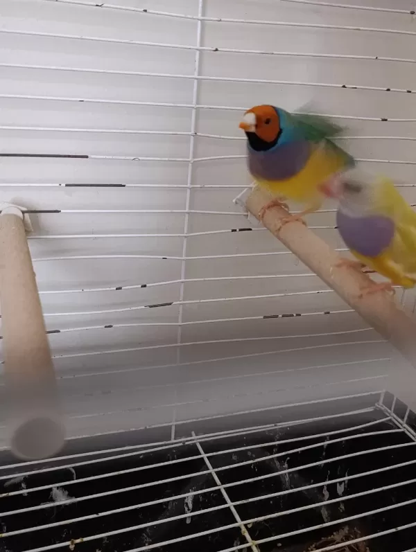 Gökkuşağı İspinoz Takım