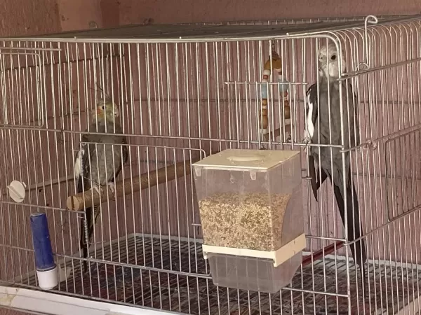 Yavru Alınmış Hazır Çift Sultan Papağanı