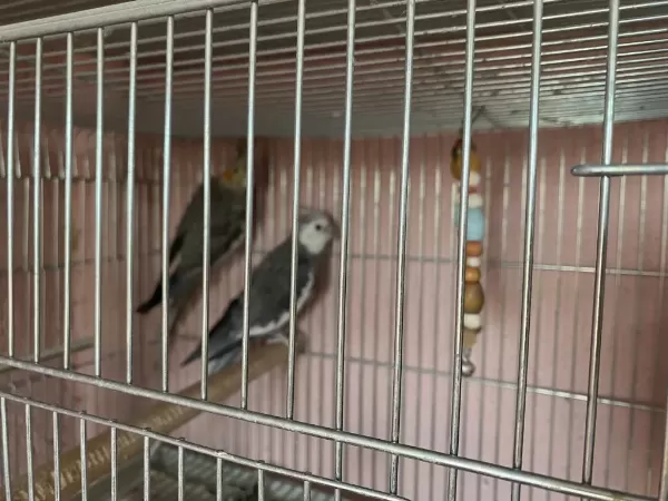 Yavru Alınmış Hazır Çift Sultan Papağanı