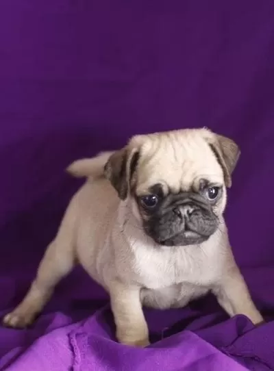 İrk Garantili Pug Yavrulari