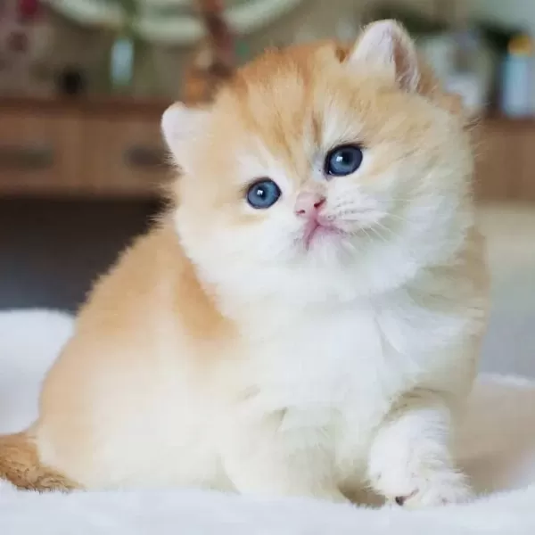 Pofuduk Sürat Golden British Shorthair