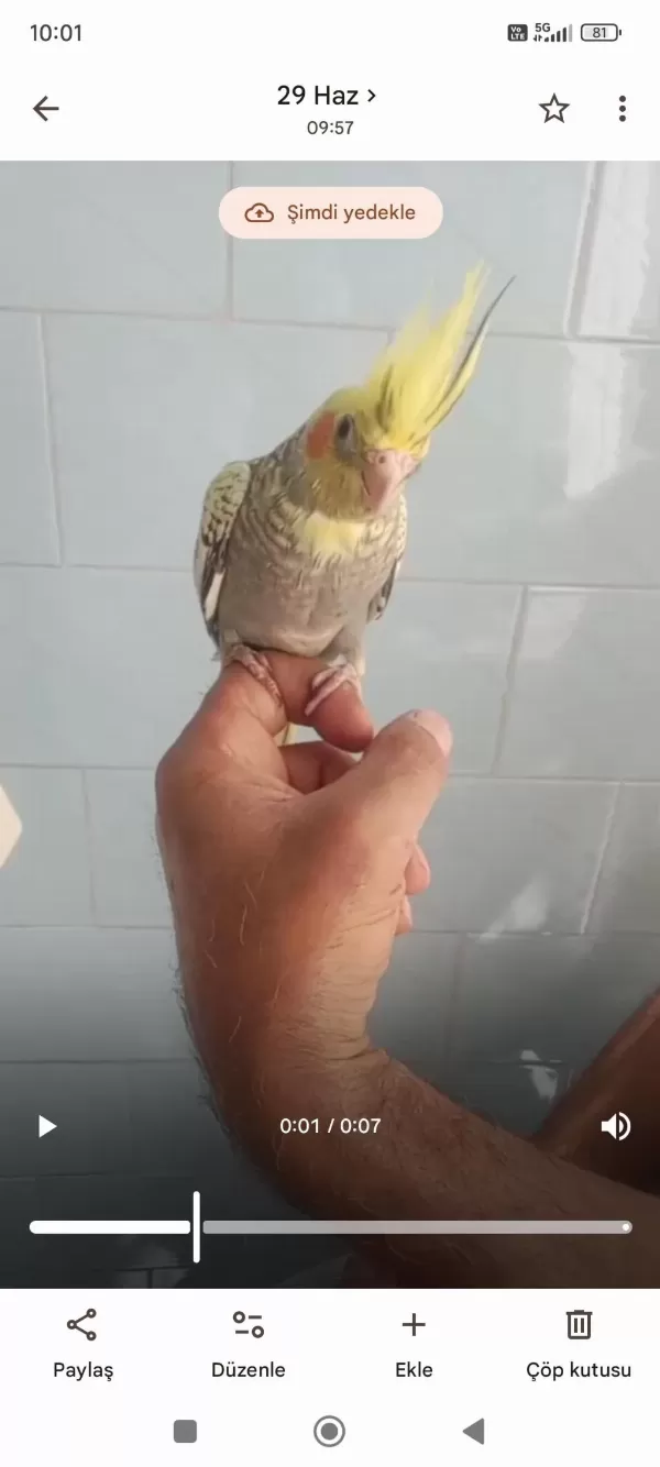 Alışık Sultan Papağanı
