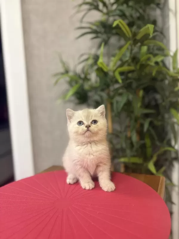 A Kalite British Shorthair Yavrularim