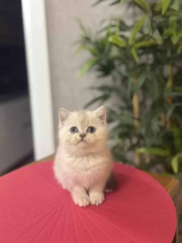 A Kalite British Shorthair Yavrularim