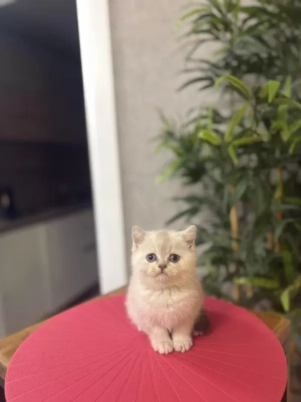 A Kalite British Shorthair Yavrularim