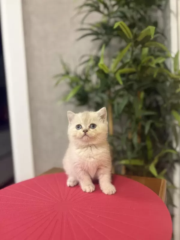 A Kalite British Shorthair Yavrularim