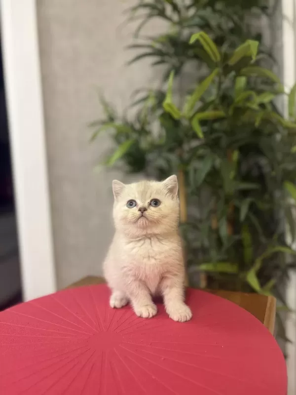A Kalite British Shorthair Yavrularim