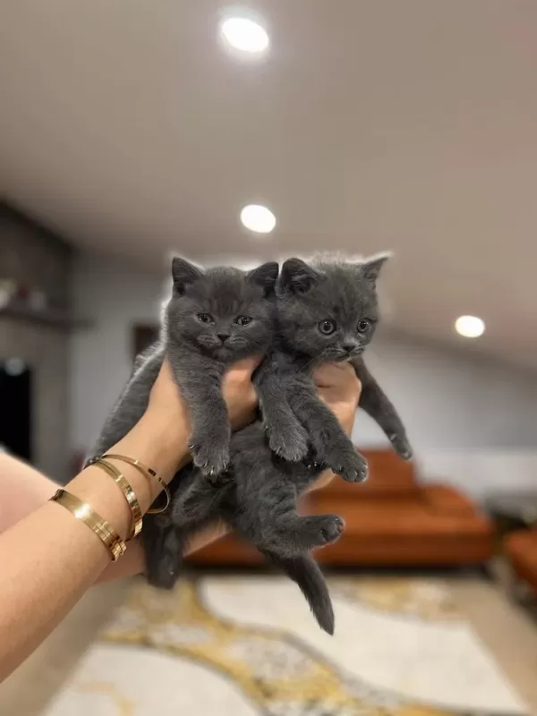 British Shorthair Blue Yavrularim
