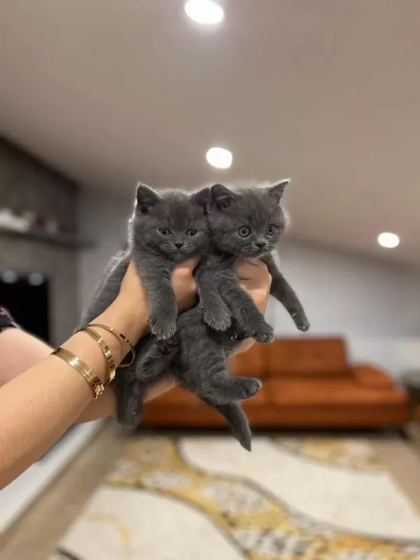 British Shorthair Blue Yavrularim