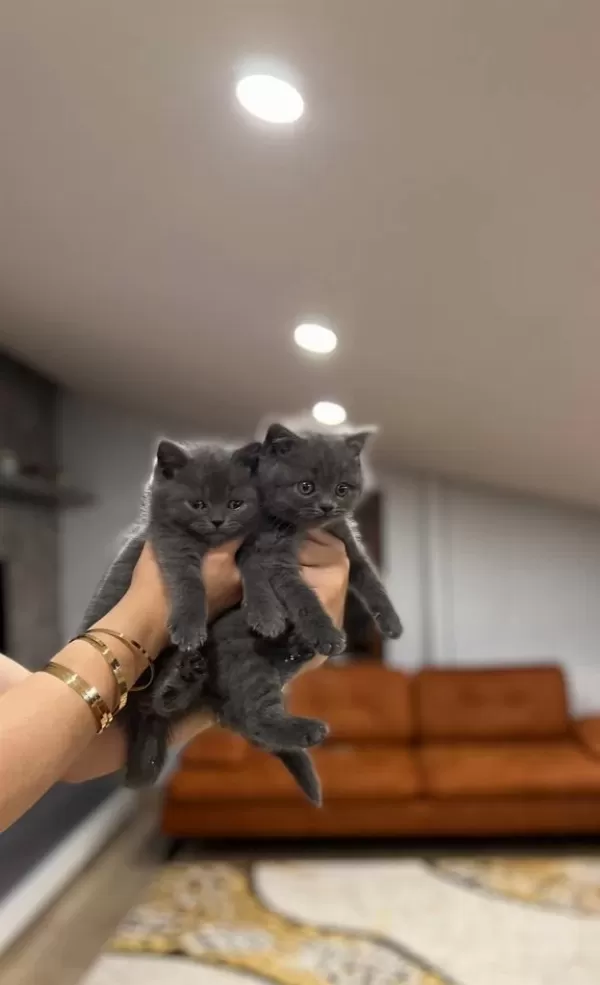 British Shorthair Blue Yavrularim