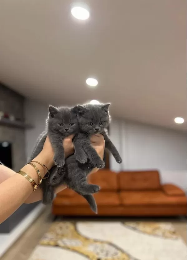 British Shorthair Blue Yavrularim