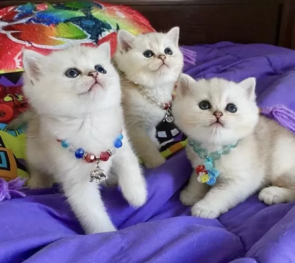 British Shorthair Silver Point Yavrularim