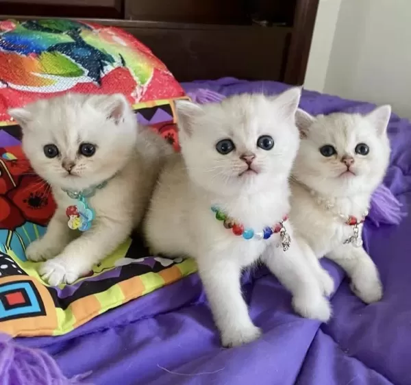 British Shorthair Silver Point Yavrularim