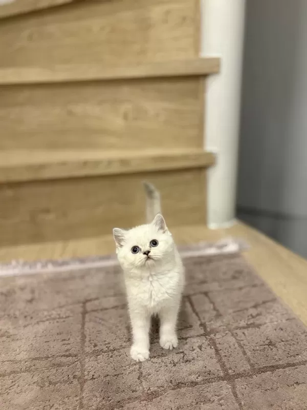 Safkan British Shorthair Yavrular