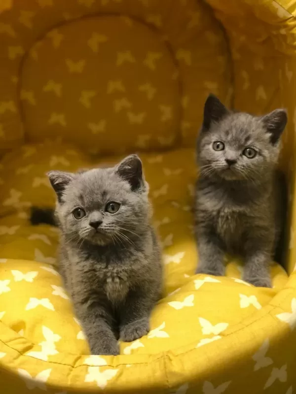 Gri British Shorthair Yavrular