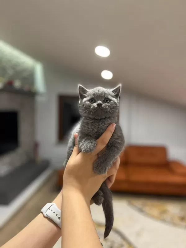 Birbirinden Güzel British Shorthair Yavrularim