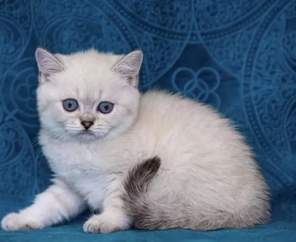 British Shorthair Yavrular
