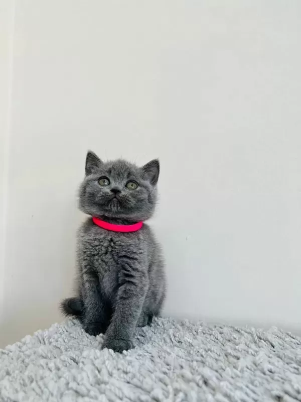 Gri British Shorthair Yavrular