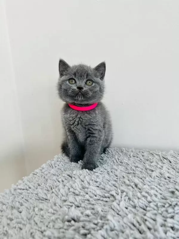 Gri British Shorthair Yavrular