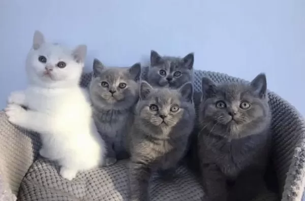 British Shorthair Gri Yavrularim