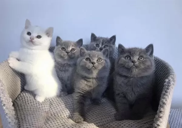 British Shorthair Gri Yavrularim
