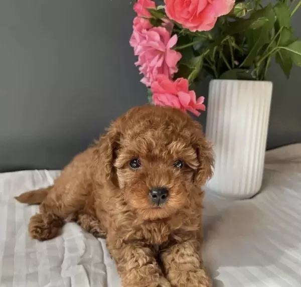 Teslime Hazir Red Toy Poodle Yavrularim