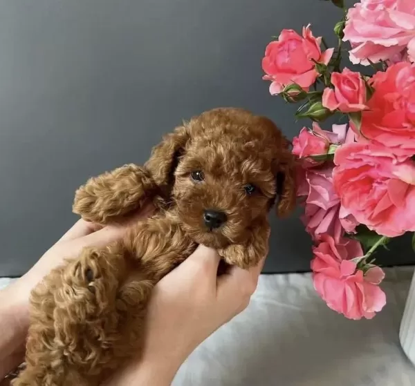 Teslime Hazir Red Toy Poodle Yavrularim