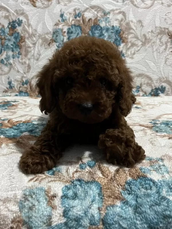 Harika Toy Poodle Bebekler