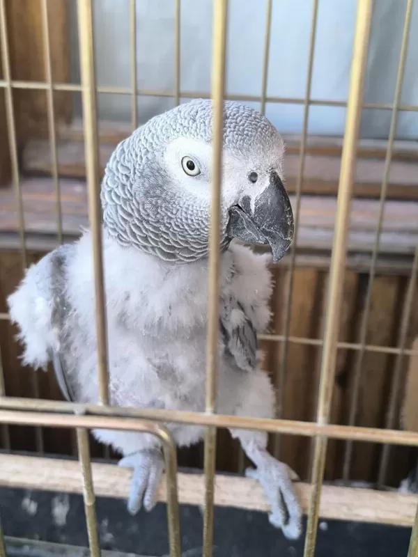 Evcil Konuşan Jako Stres Geçirmiştir