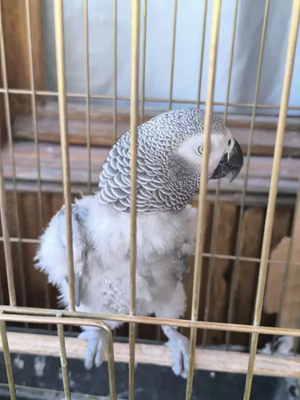 Evcil Konuşan Jako Stres Geçirmiştir