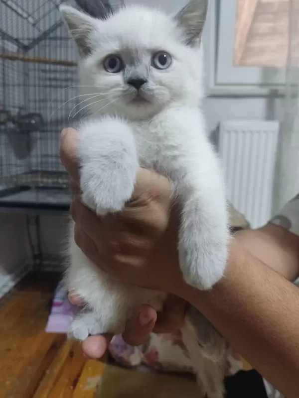 2 Aylık British Shorthair Yavrular