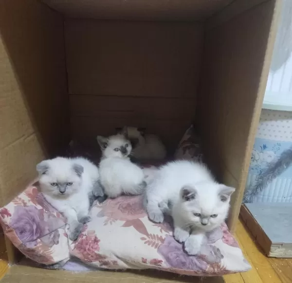 2 Aylık British Shorthair Yavrular