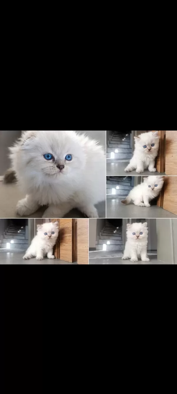 Safkan British Blue Point Yavrular