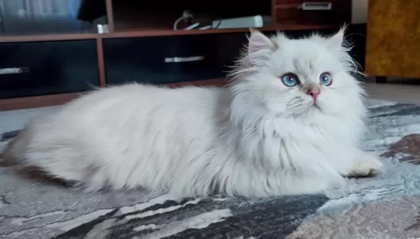 Safkan British Blue Point Yavrular