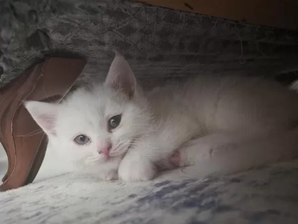 British Shorthair Yavrular
