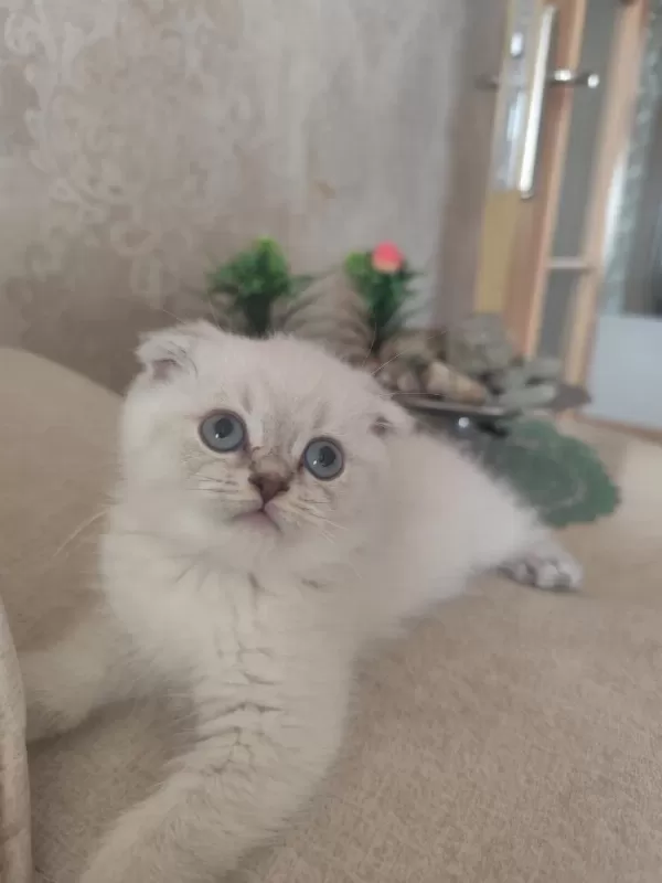 Scottish Fold Güzelliğim