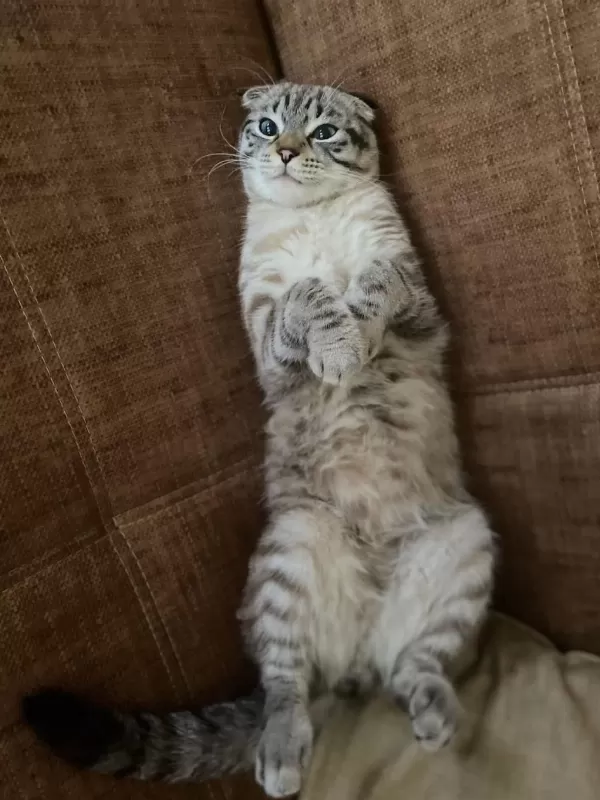 Scottish Fold Kedimiz Sahiplendirilecektir