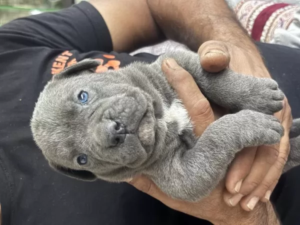 Cane Corso Yavruları