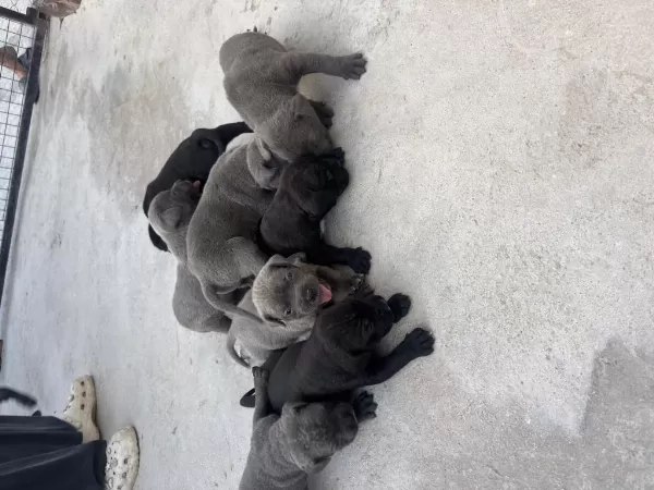 Cane Corso Yavruları