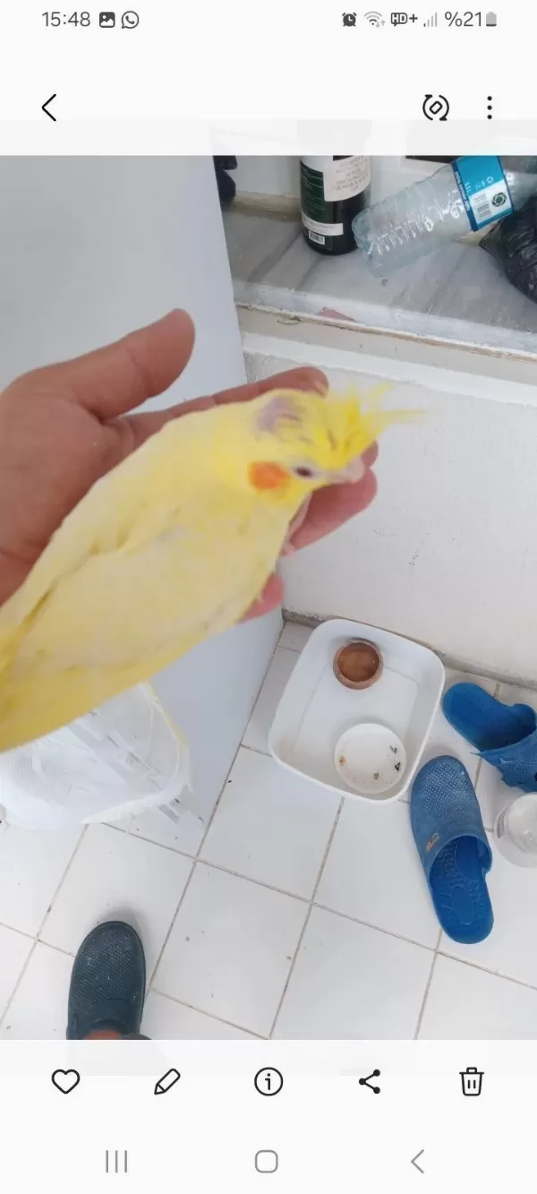 Yeme Düşen Taze Sultan Papağanı Bebekler